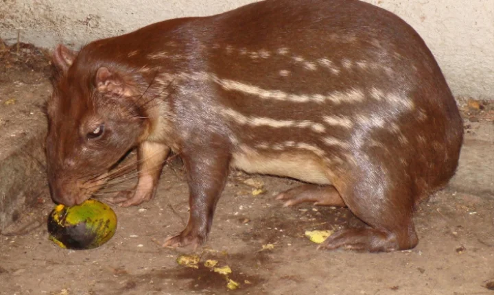 Comercializar carne de paca é crime no Brasil? Entenda o que diz a legislação