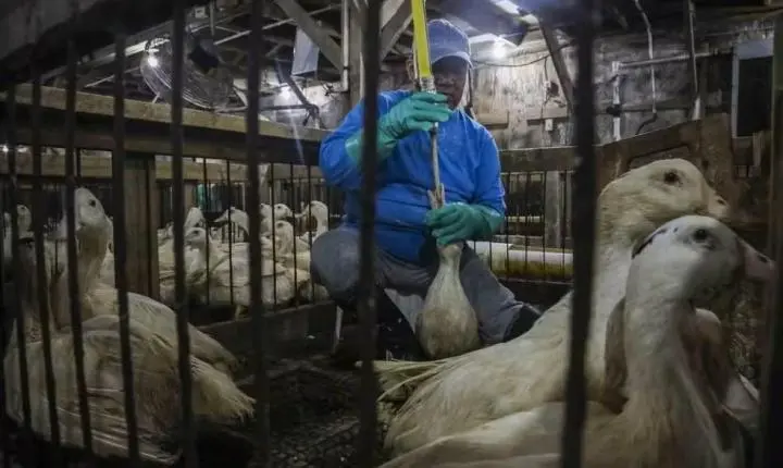 Como é feito o foie gras, alimento que foi proibido por Lula e reacendeu a tensão comercial com a França