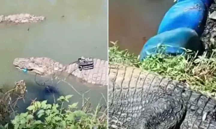Como jacarés gigantes passaram a viver em esgotos do Rio de Janeiro. Veja vídeo