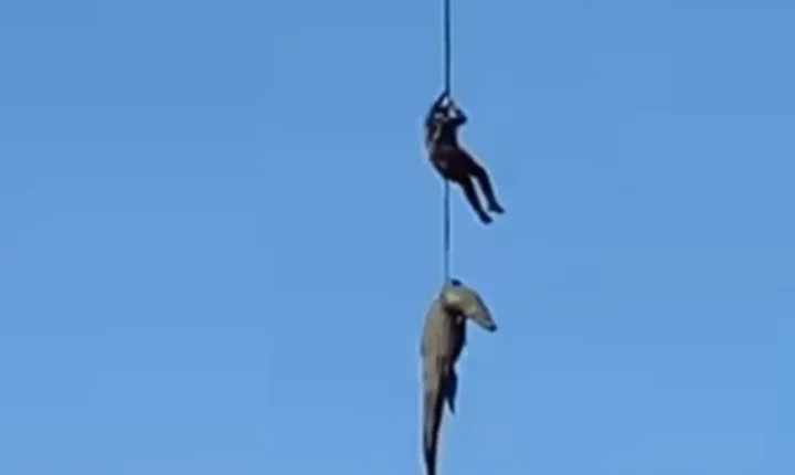 Crocodilo de 500 kg é içado por helicóptero após devorar empresário na África do Sul
