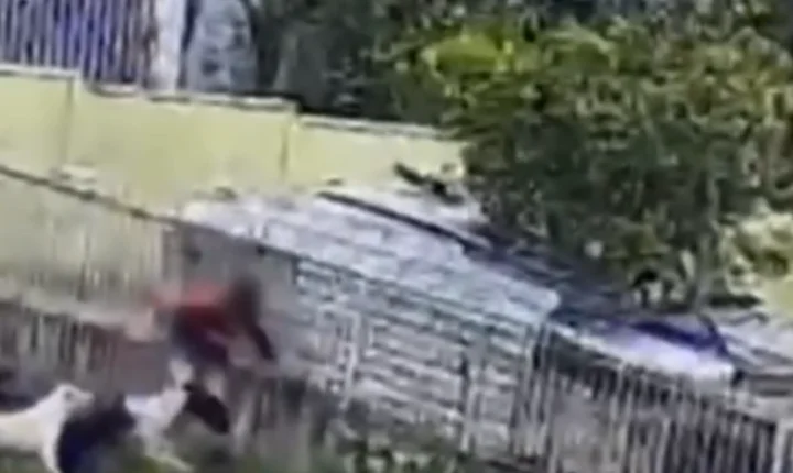 VÍDEO: Dono de cachorros assiste a ataque de 9 cães contra criança e não faz nada no Paraná