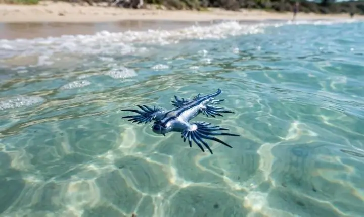 Parece um Pokémon, mas é venenoso: calor dos oceanos leva criatura exótica às águas rasas e acende alerta nas praias