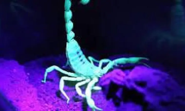 Essa luz mostra como encontrar escorpião no escuro de forma rápida e mais segura