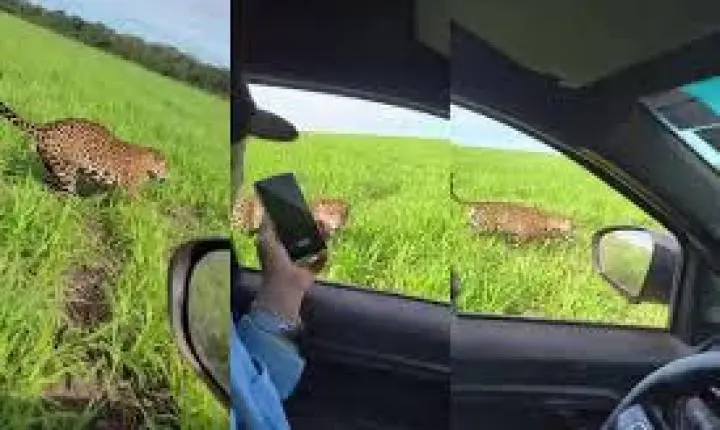 Fazendeiro é ‘escoltado’ por onça-pintada em lavoura de MT; veja vídeo