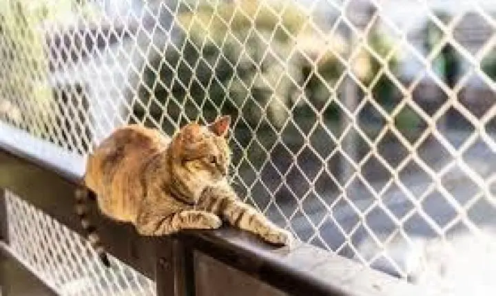 Já está em vigor: Lei do Bem-Estar Animal proíbe manter cães e gatos vivendo em varandas ou sacadas