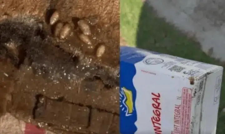 Larvas em caixas de leite levam Procon e Vigilância Sanitária a multar rede de atacado. Saiba qual