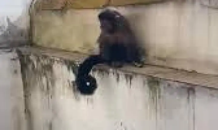 Macaco foge, invade casas e mobiliza bombeiros no interior de SP: 'Ele estava achando divertido'