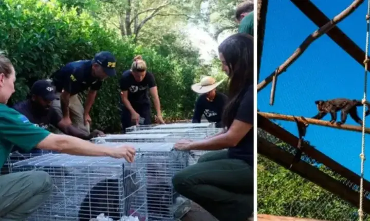 Macacos vendidos por até R$ 100 mil são resgatados em Santa Catarina
