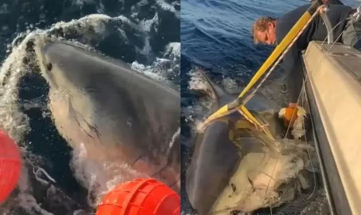 Maior tubarão-branco já encontrado no Atlântico nada rumo à região turística dos Estados Unidos