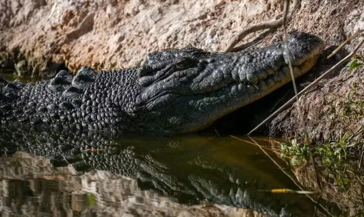 Menino de 3 anos luta pela vida após ser empurrado para jaula de crocodilos em zoológico inglês