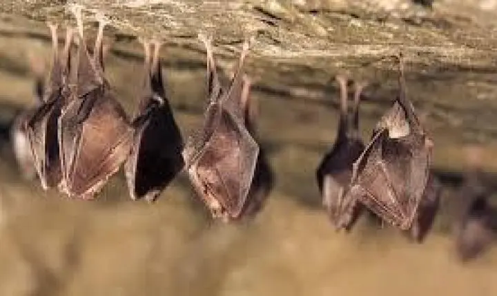 O barulho no forro à noite pode não ser rato e esconder um animal muito mais perigoso do que você imagina