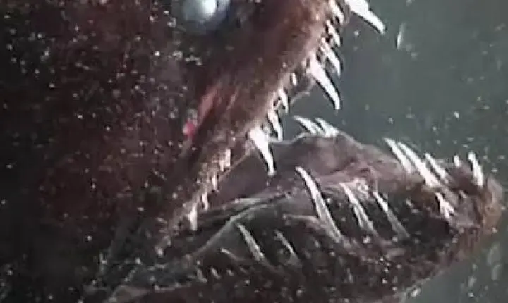 O peixe com dentes assustadores que vive nas profundezas e caça onde a luz quase não chega