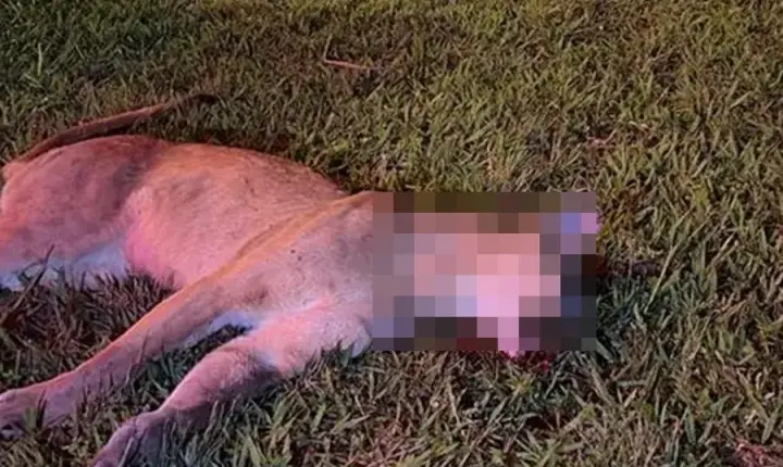 O que disse o servidor do Ministério da Fazenda que atropelou onça em Brasília