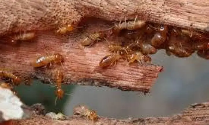 O veneno natural para cupim que a Embrapa estuda e que você pode fazer em casa com uma fruta comum