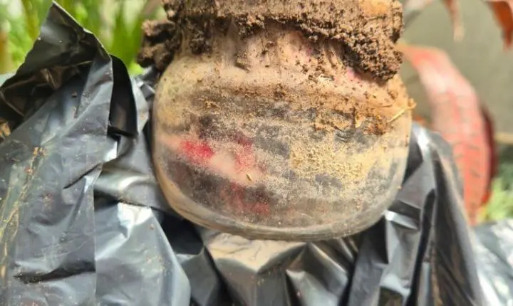 Objeto de feitiçaria é achado no gabinete de Magno Malta. Veja imagens