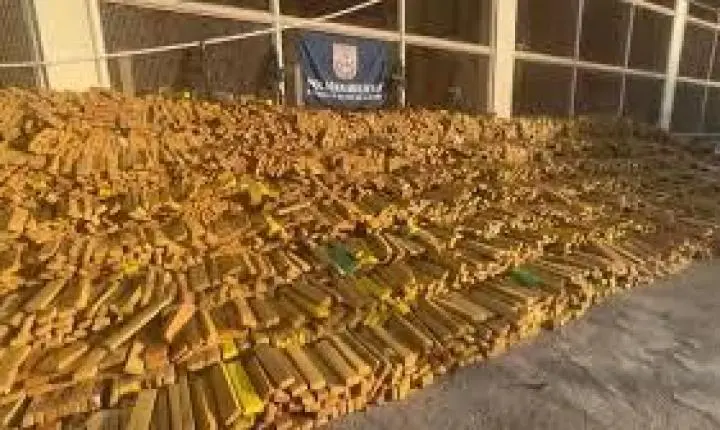 PM apreende quase 50 toneladas de maconha na Maré com auxílio de cães