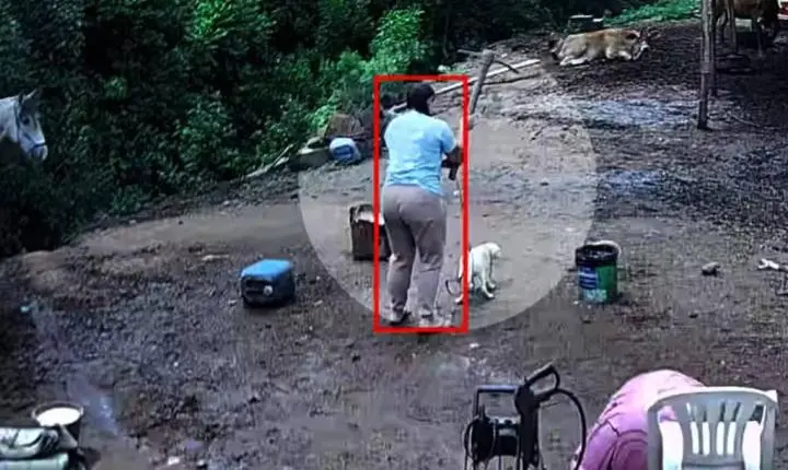 Polícia prende mulher suspeita de matar cachorro com picareta