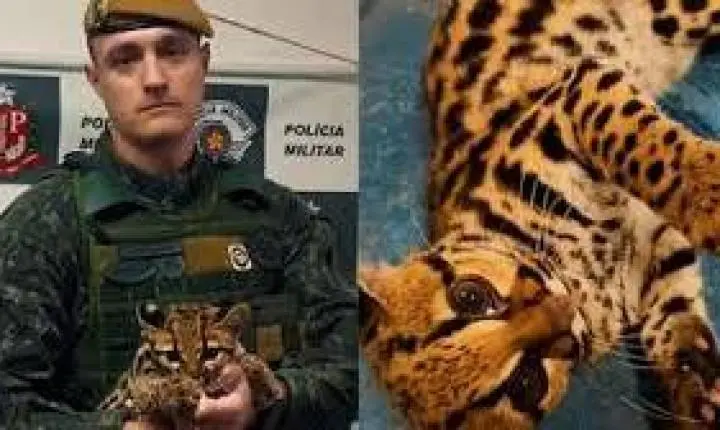 Polícia recebe chamado para resgatar gato em SP, mas é surpreendida ao encontrar outro animal