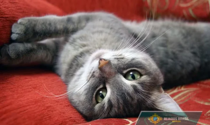 Por que os gatos dormem sobre as roupas de seus donos? (Resposta não é apenas o conforto)
