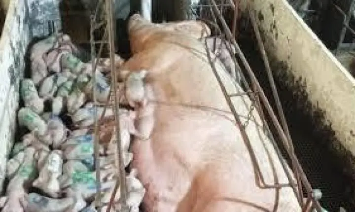 Porca dá à luz 46 leitões em Minas e pode bater recorde mundial; veja vídeo