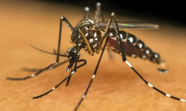 Seis cidades da Bahia estão em epidemia de dengue; veja quais são