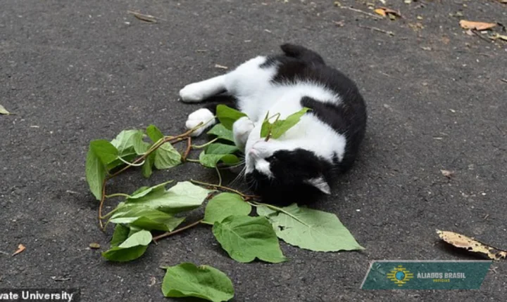 Seu gato pode estar “se drogando”? Cientistas revelam planta que deixa felinos “chapados”