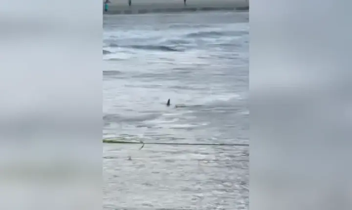 Tubarão é flagrado por surfista em praia do litoral de SP. Veja vídeo
