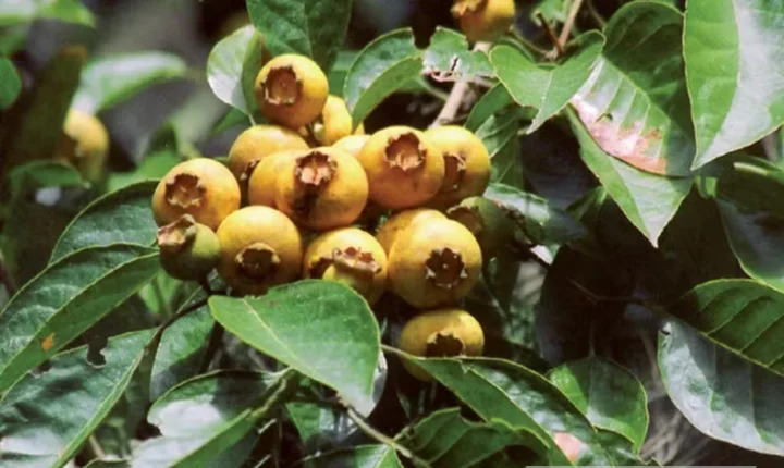 Uma fruta antiga de quintal da vovó está de volta nos jardins e quintais, cheia de poderes nutricionais