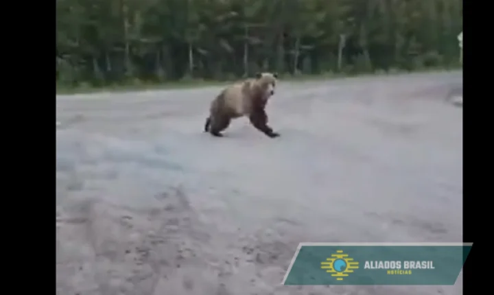 Vídeo assustador: mulher encara urso-pardo de perto durante trilha no Canadá e registra momento tenso