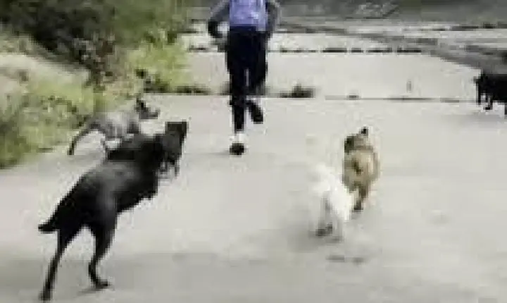 Vídeo mostra momento em que cachorros perseguem homem que tentou agredir sexualmente duas mulheres