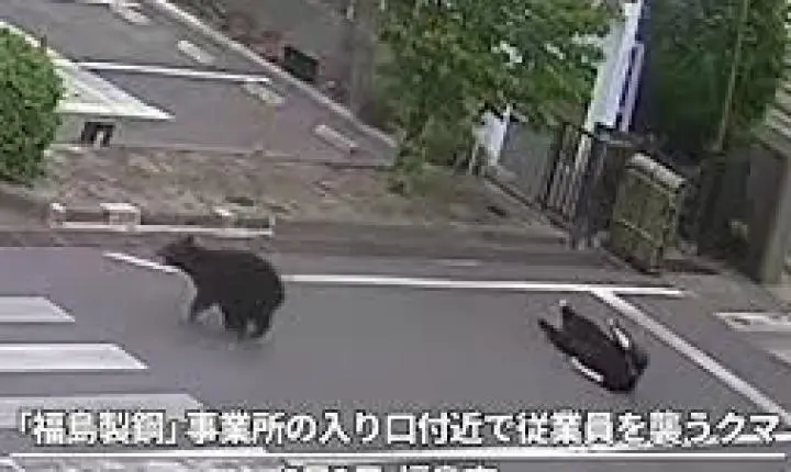 Vídeo: urso persegue e ataca pessoas no Japão deixando quatro feridos